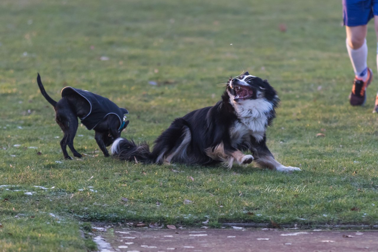 Bild 8 - Hundeshooting